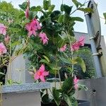 Mandevilla laxaFloare