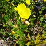 Oenothera tetragona Blüte