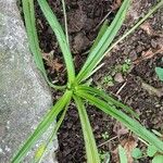 Hypoxis decumbens Fleur