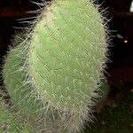 Opuntia leucotricha Blad