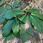 Helleborus niger Leaf