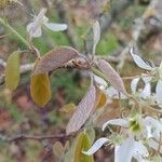 Amelanchier × lamarckii Frunză