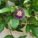 Passiflora incarnata Blomst