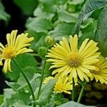 Doronicum columnae Hábito
