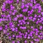 Spergula purpurea Квітка