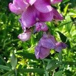 Lathyrus latifolius花