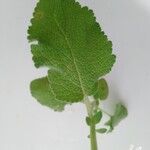 Salvia viridis Foglia