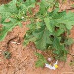 Solanum carolinense ഇല