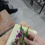 Cuphea viscosissima Kwiat
