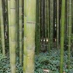 Phyllostachys edulis Casca