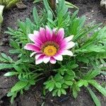 Gazania rigensFlower