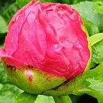 Paeonia mascula Flower