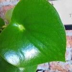 Peperomia polybotrya पत्ता