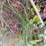 Festuca heterophylla Blatt