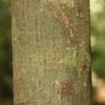 Vatairea erythrocarpa Кора