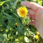 Calendula arvensisBlad