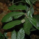 Dichapetalum gelonioides Blatt