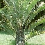 Dypsis decaryi Hábito