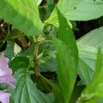 Strobilanthes cusia Folha