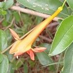 Dolichandra cynanchoides Flor