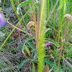 Campanula sibirica List