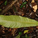Pausandra trianae Yaprak