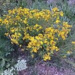 Hypericum perfoliatum Характер