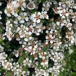 Cotoneaster microphyllusBlodyn