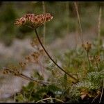 Lomatium dasycarpum Плод