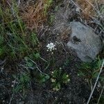 Teesdalia nudicaulis Květ