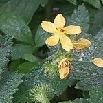 Agrimonia procera Цветок