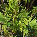 Paeonia ludlowii Yaprak