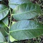 Atalantia buxifolia