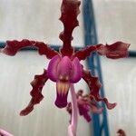 Laelia lueddemannii Cvet