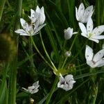 Allium subhirsutum 花