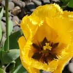 Tulipa billietiana Λουλούδι