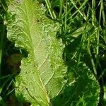 Rumex acetosa Blad