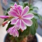 Lewisia brachycalyx Flower