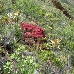 Cyathopsis floribunda Habitat