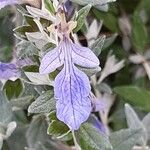 Teucrium fruticansപുഷ്പം