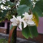 Bauhinia variegata Ліст