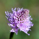 Traunsteinera globosa Flor