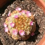 Mammillaria carmeniae