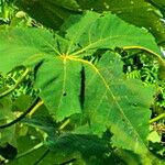 Ochroma pyramidale Leaf