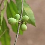 Pleiocarpa pycnantha Fruit