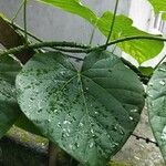 Tinospora cordifolia 葉