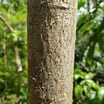 Brachychiton acerifolius 樹皮