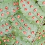 Dryopteris erythrosora Fruit