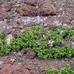 Penstemon davidsonii Vekstform