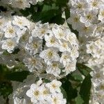 Spiraea cantoniensis Blüte